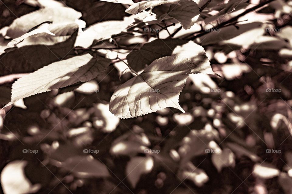 light reflecting off the leafs