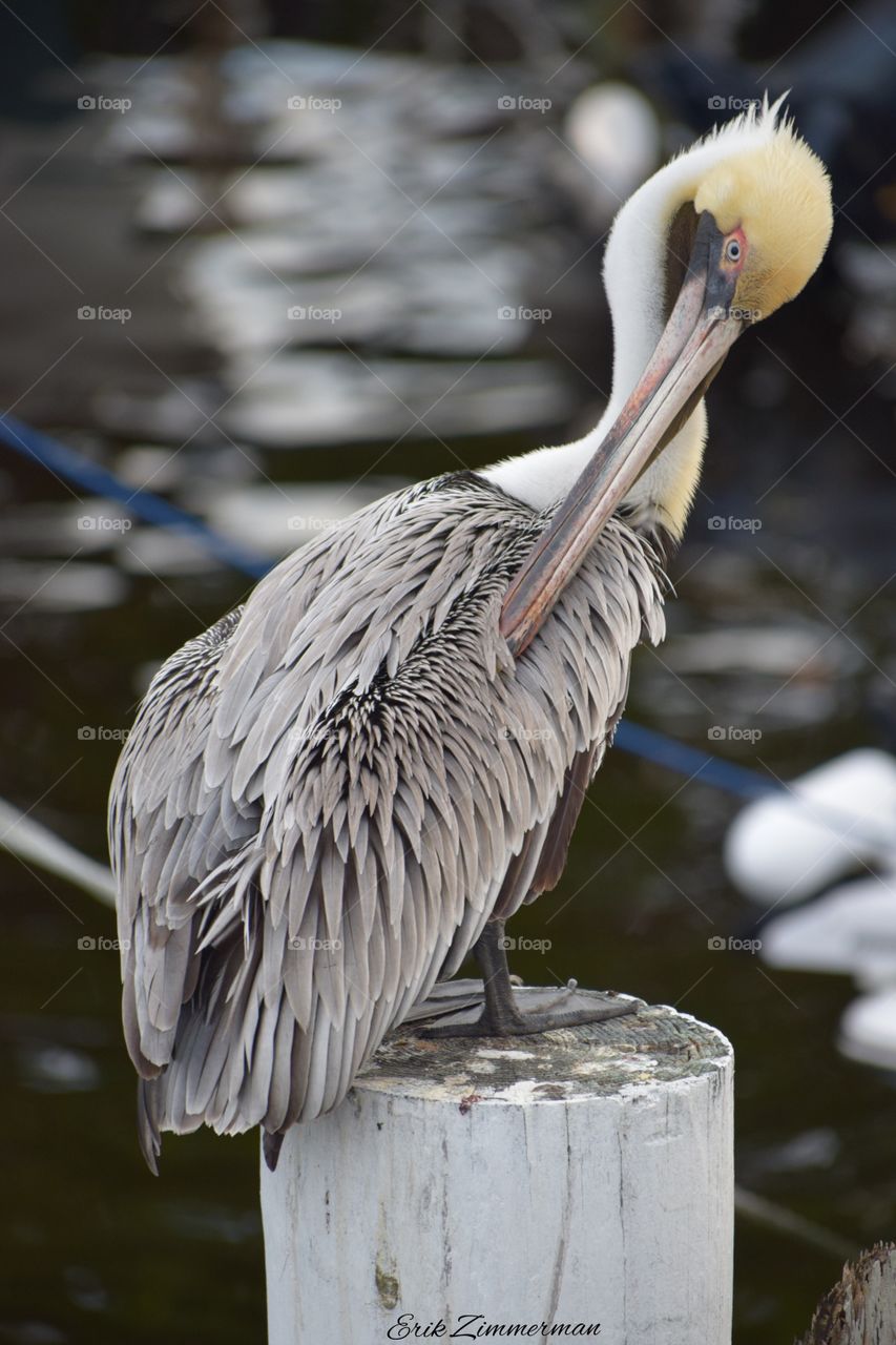 A pelicans life.. 