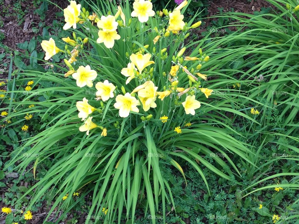 Flowers