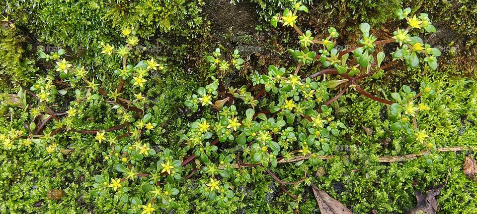Plants at the bottom of the forest