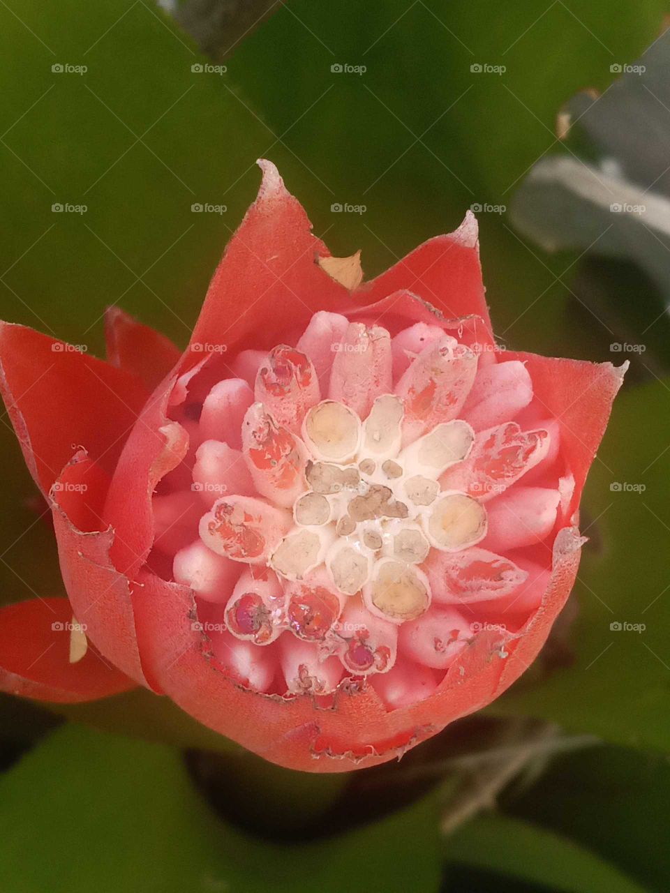 bromeliad red
