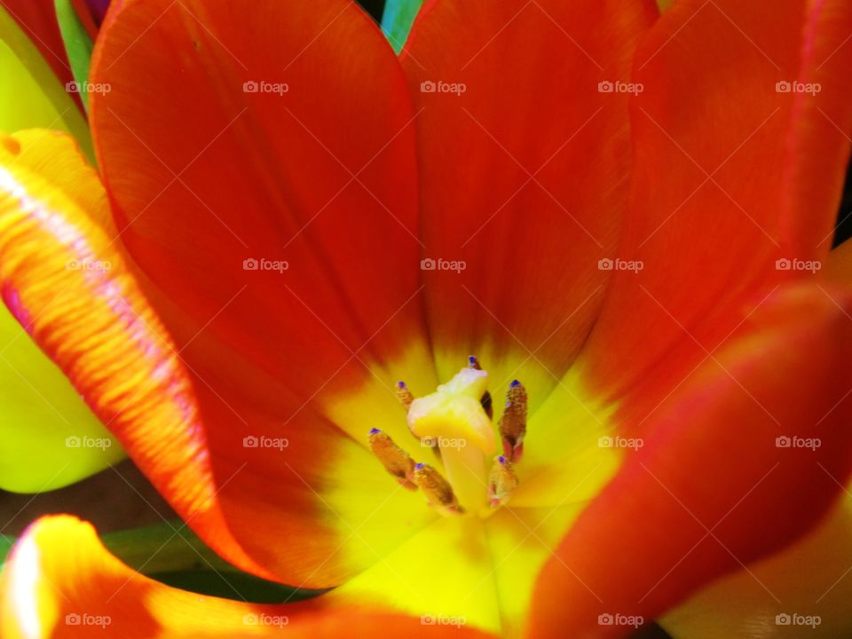 Close-up of tulip flower