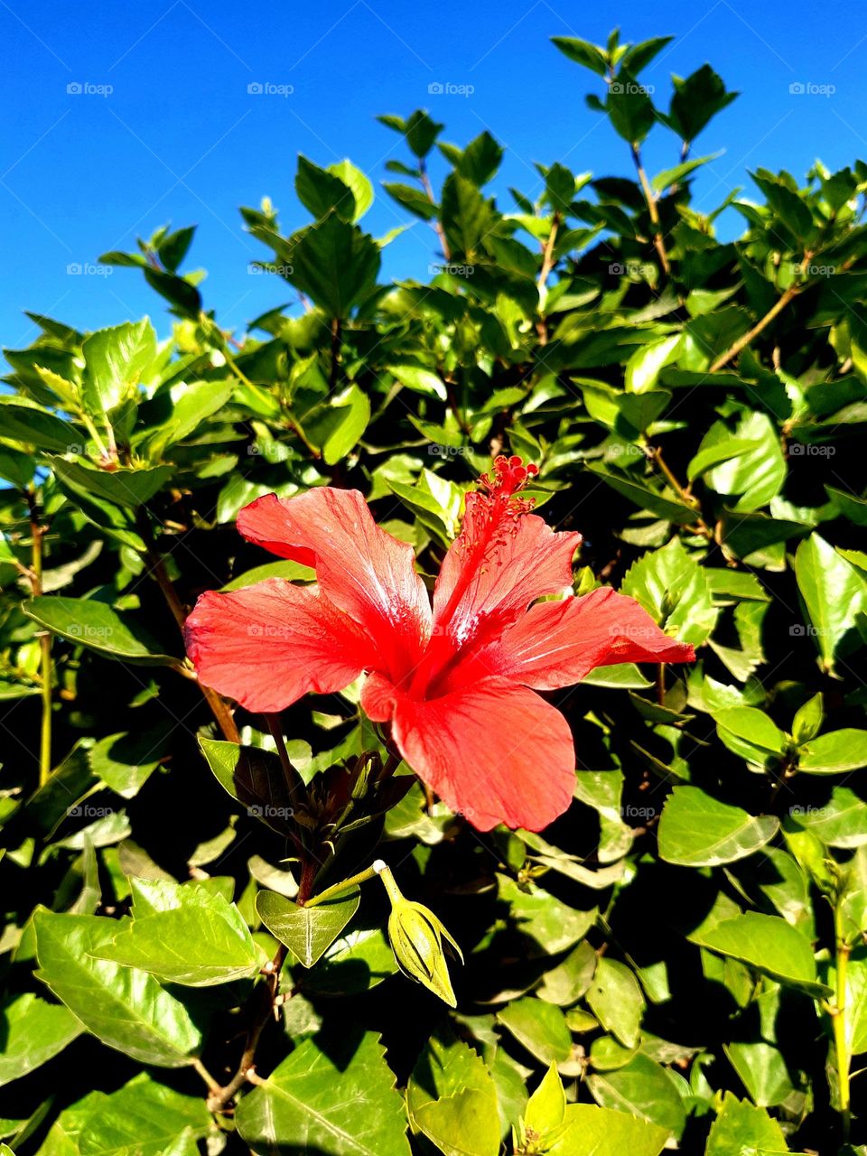 A vivid red rose surrounded by lush green foliage, with its petals standing out against the vibrant natural backdrop. The scene captures the harmony between the bright colors of the rose and the surrounding greenery, agadira12march2024