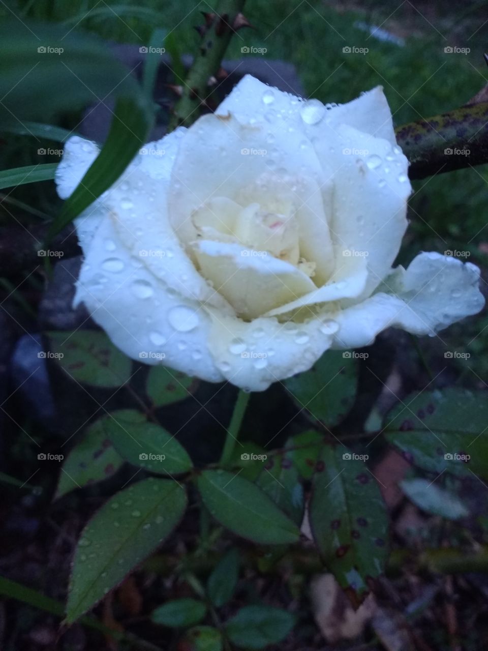 White Rose Petals Rain Dropplets in the Moonlight