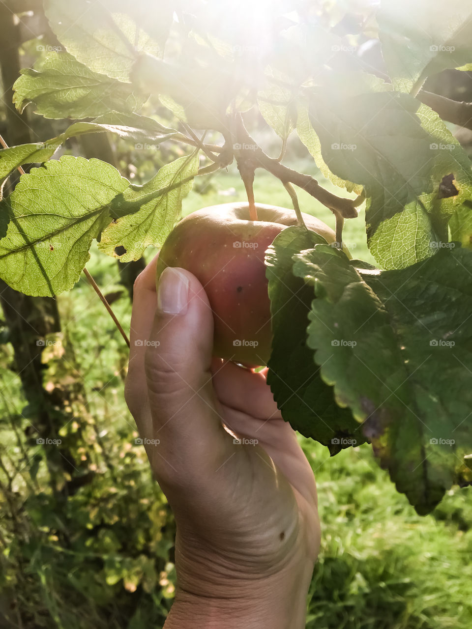 Apple harvest