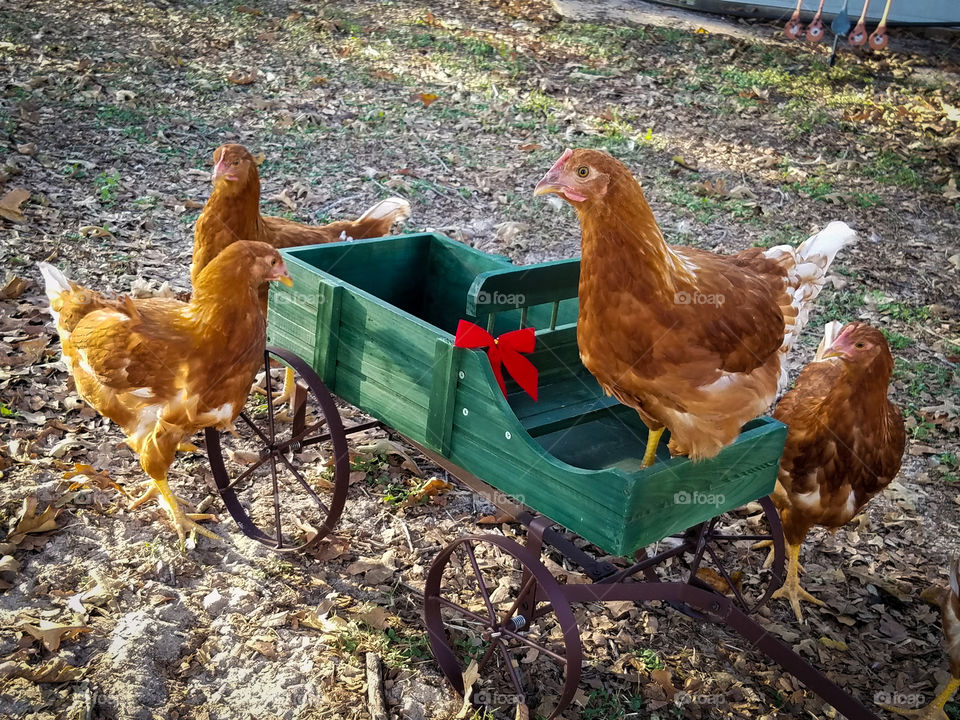 young chickens and wagon