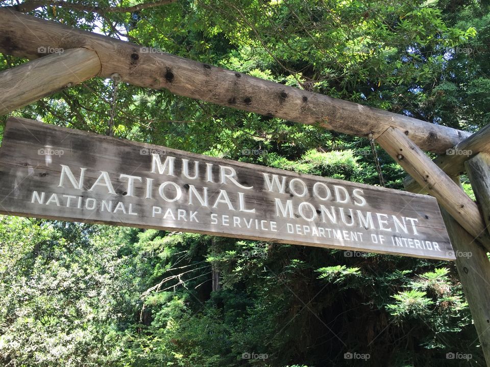 Muir Woods 
