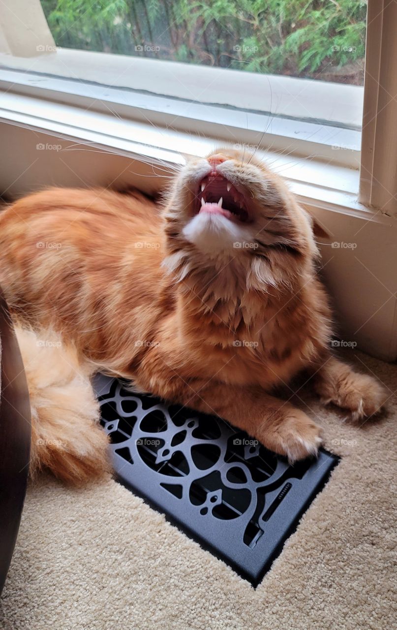 Maincoon cat showing her teeth.