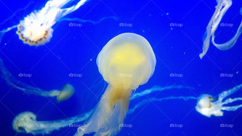 Jelly fish. Live in the deep sea. I take this photo from SEA Aquarium at Singapore.