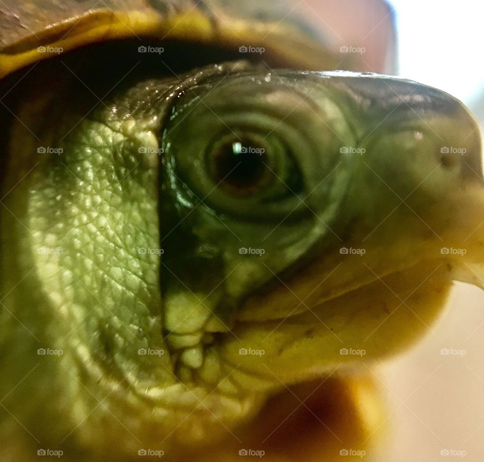 Turtle 