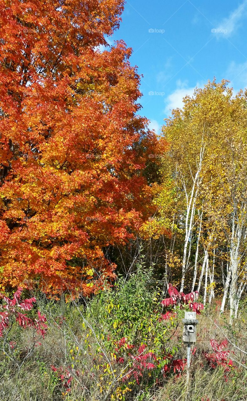 Fall Colors in Michigan