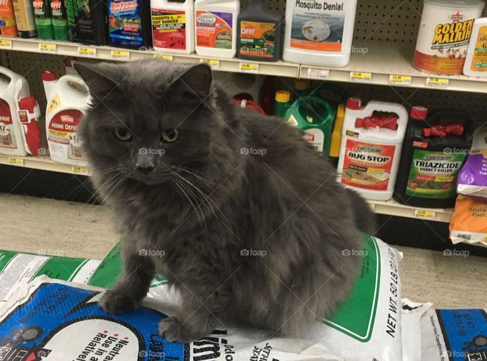 Hardware store cat