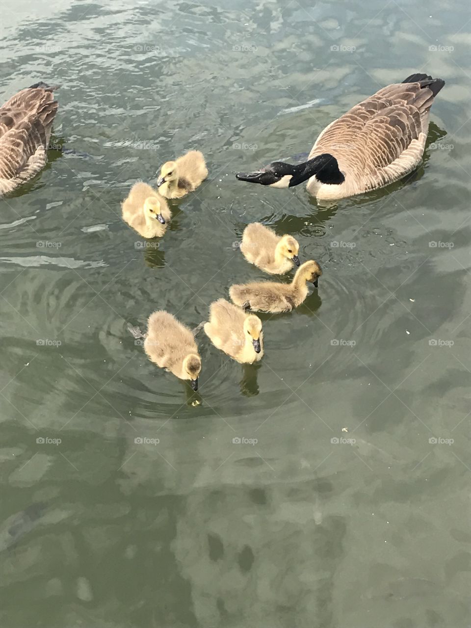 Baby geese with parents 