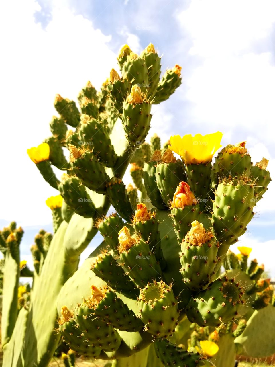 Tuna cactus flowers, lots of delicious fruits.