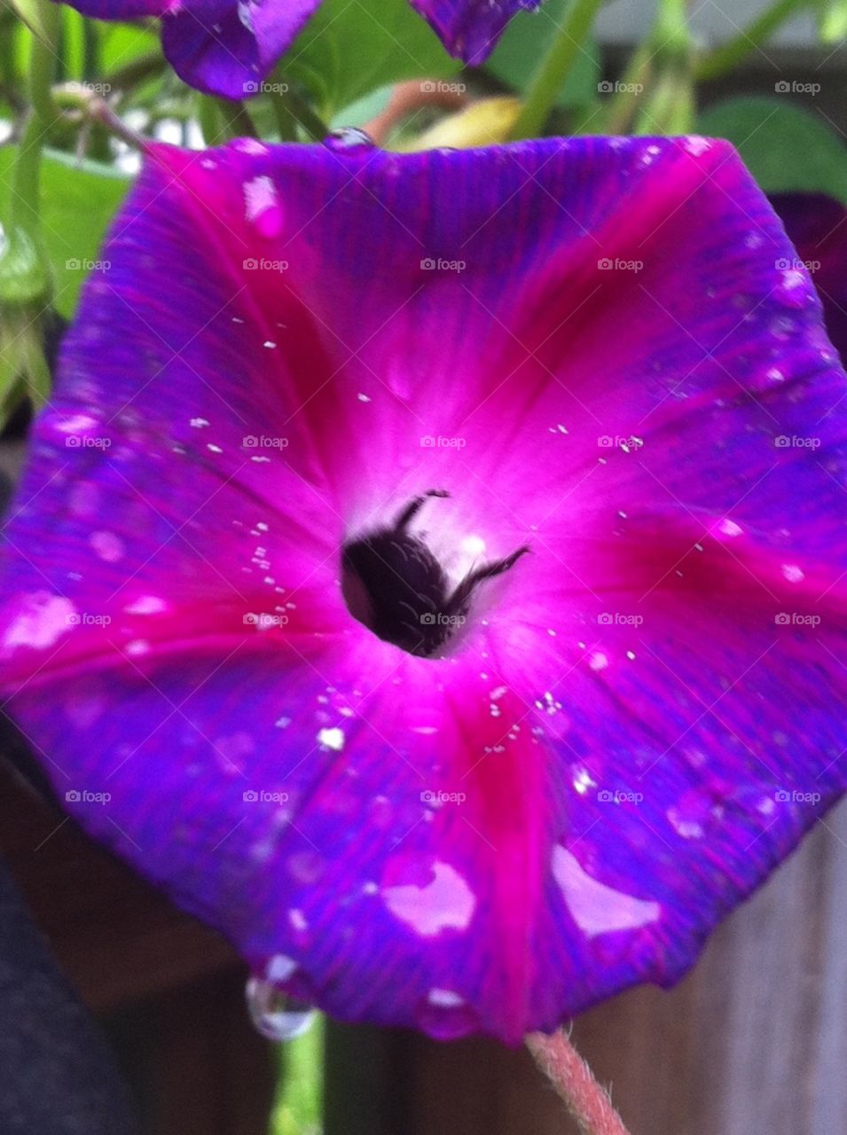 On the hunt. A bee in a morning glory, on the hunt for pollen. 