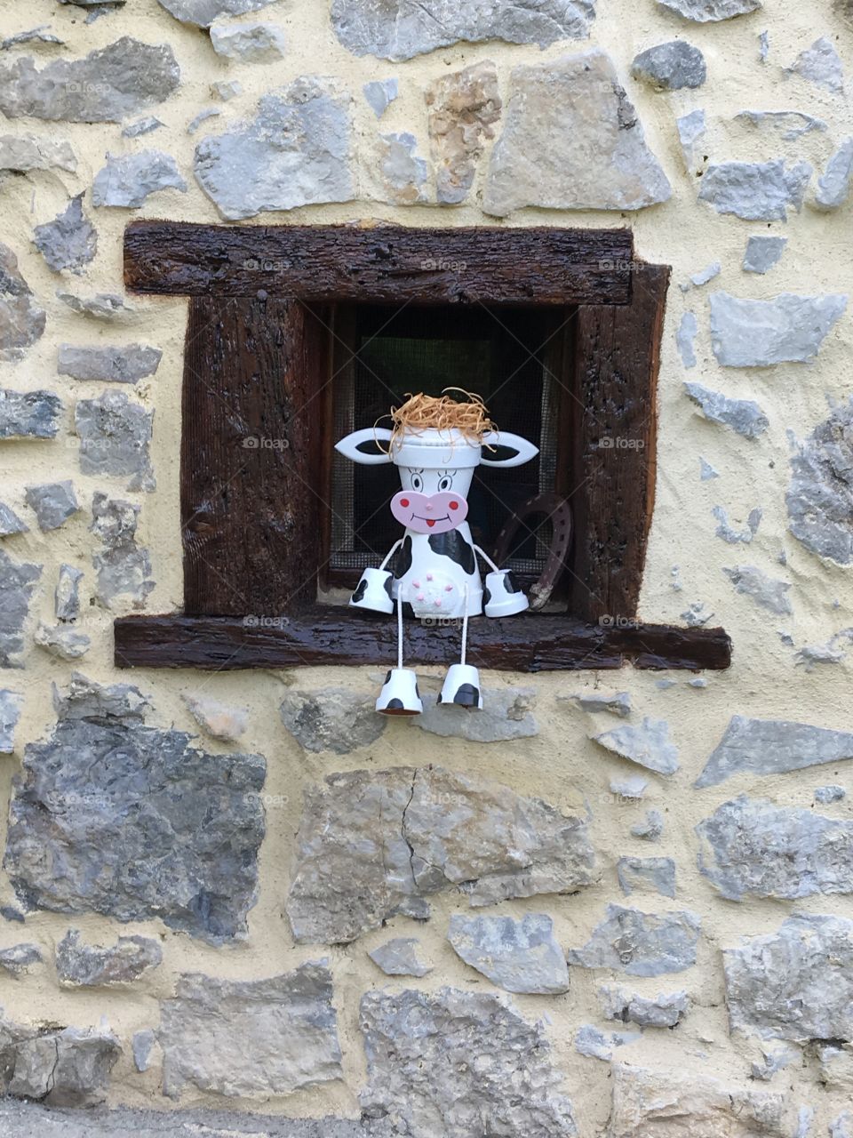 Smiling cow on a tiny window