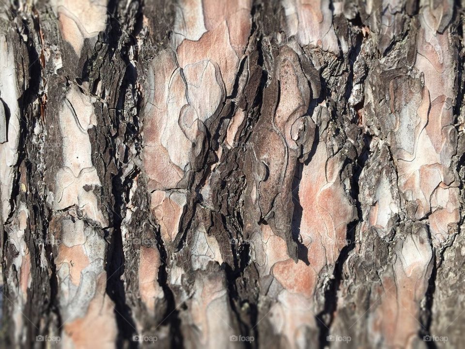 Texture, cork of pine 