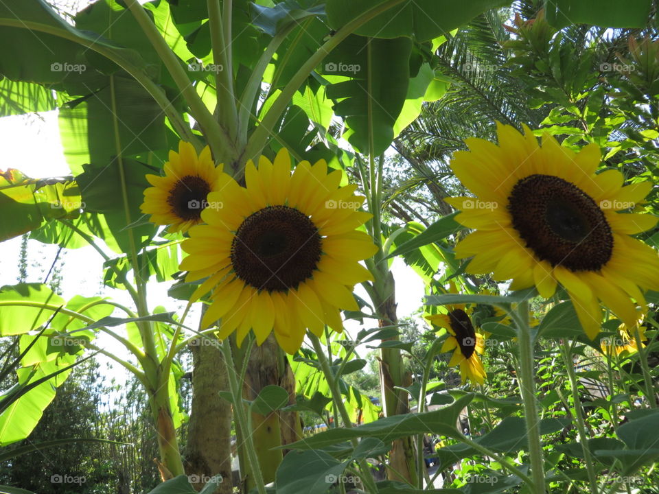 Sunflowers 