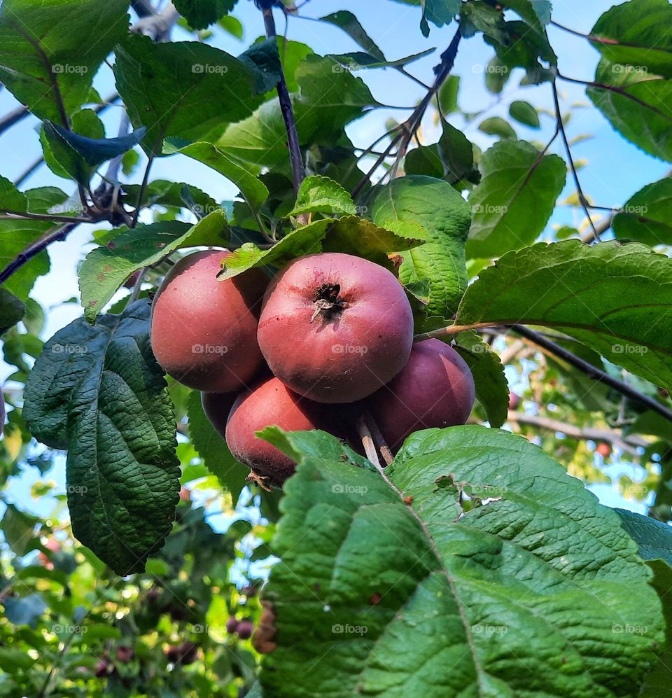 Circle red apples on a tree the green leaves in the garden 