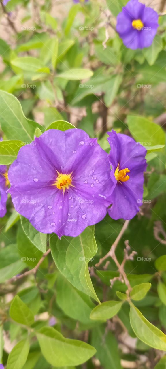 Flores moradas y amarillas