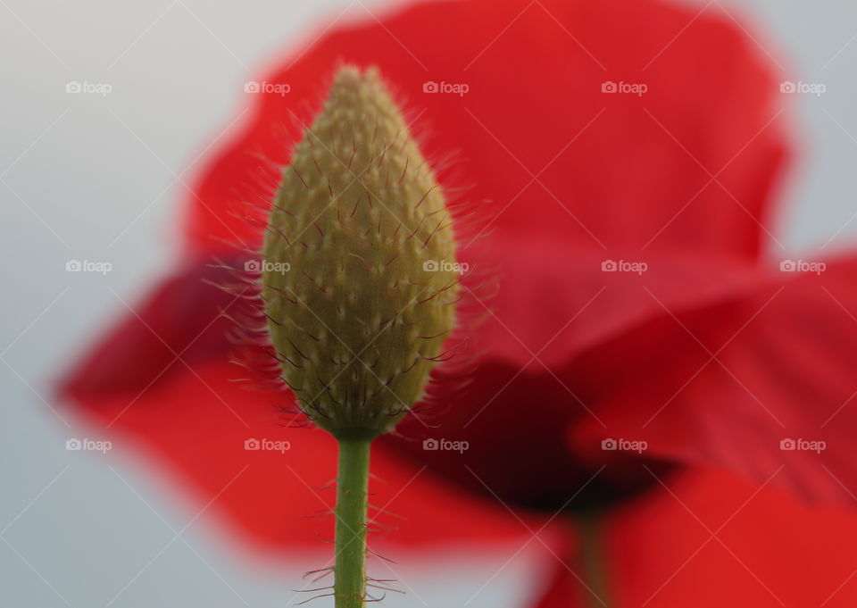 Red Common Poppy