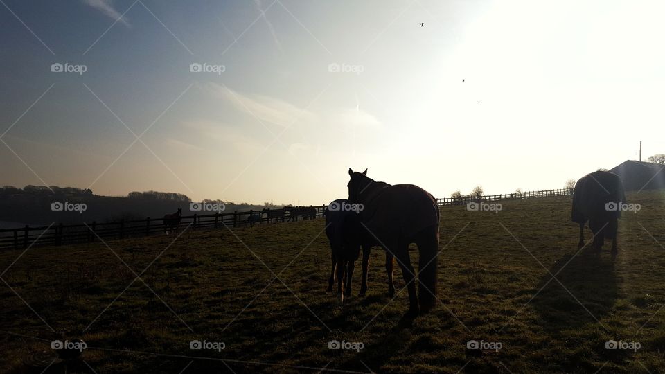 Foal and Mare feeding