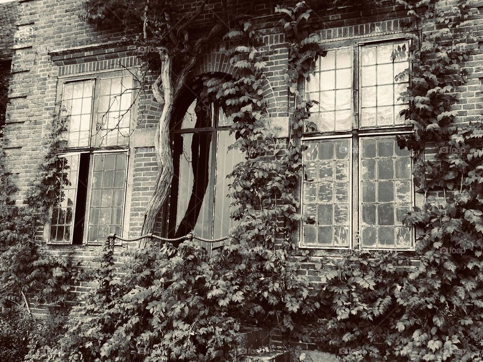 Old, overgrown building 