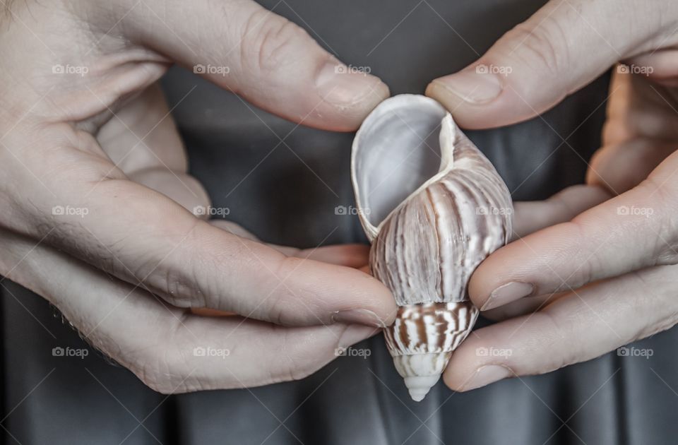 Seashells