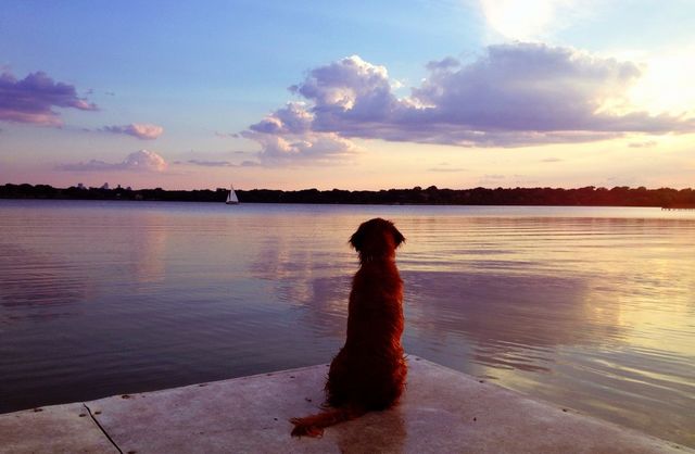 Dog on the dock at summer dusk