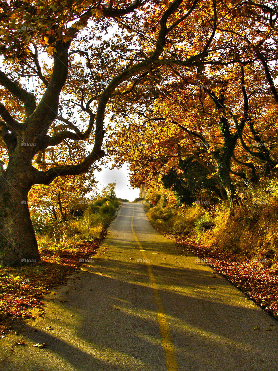 trees leaves road autumn by panosgav