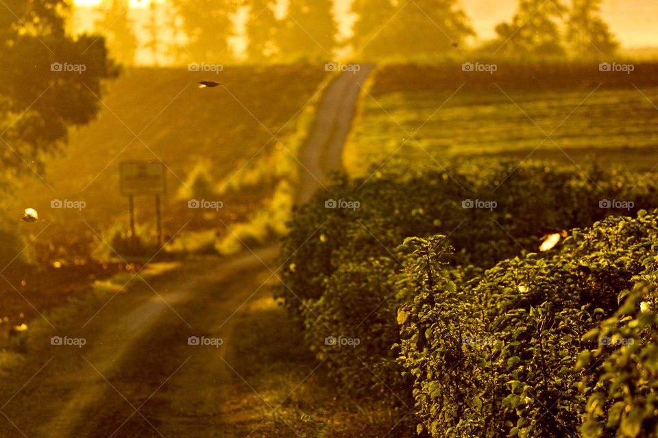 Amazing scenery of a rural dirt road in a huge plantation flies of crops 