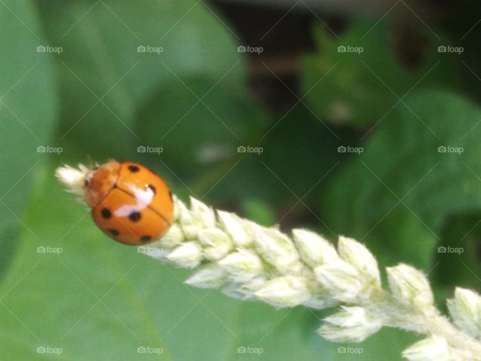 Insect at the end of the flower