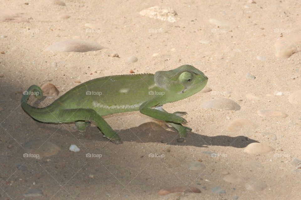 Khama chameleon