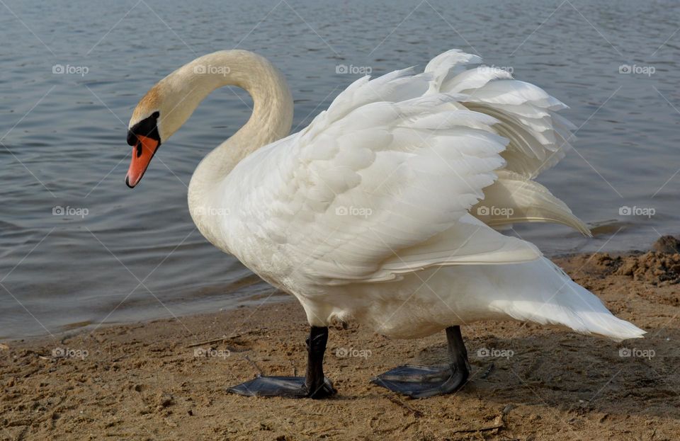 white swan beautiful portrait