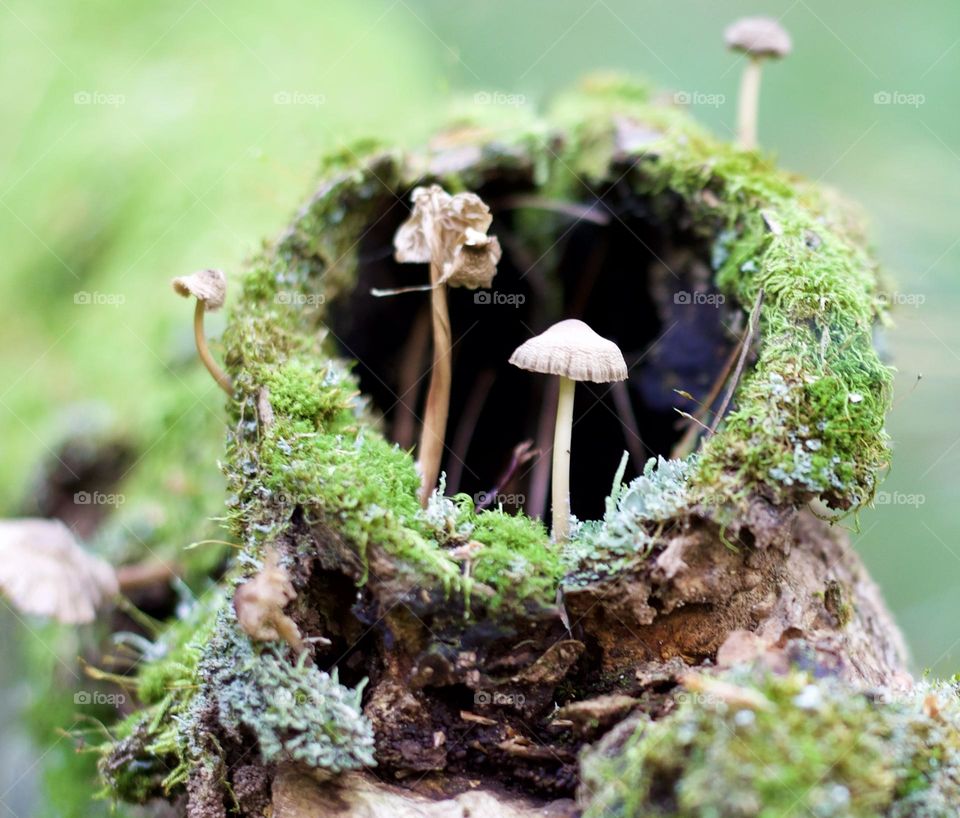 Natural, little “fairy garden”