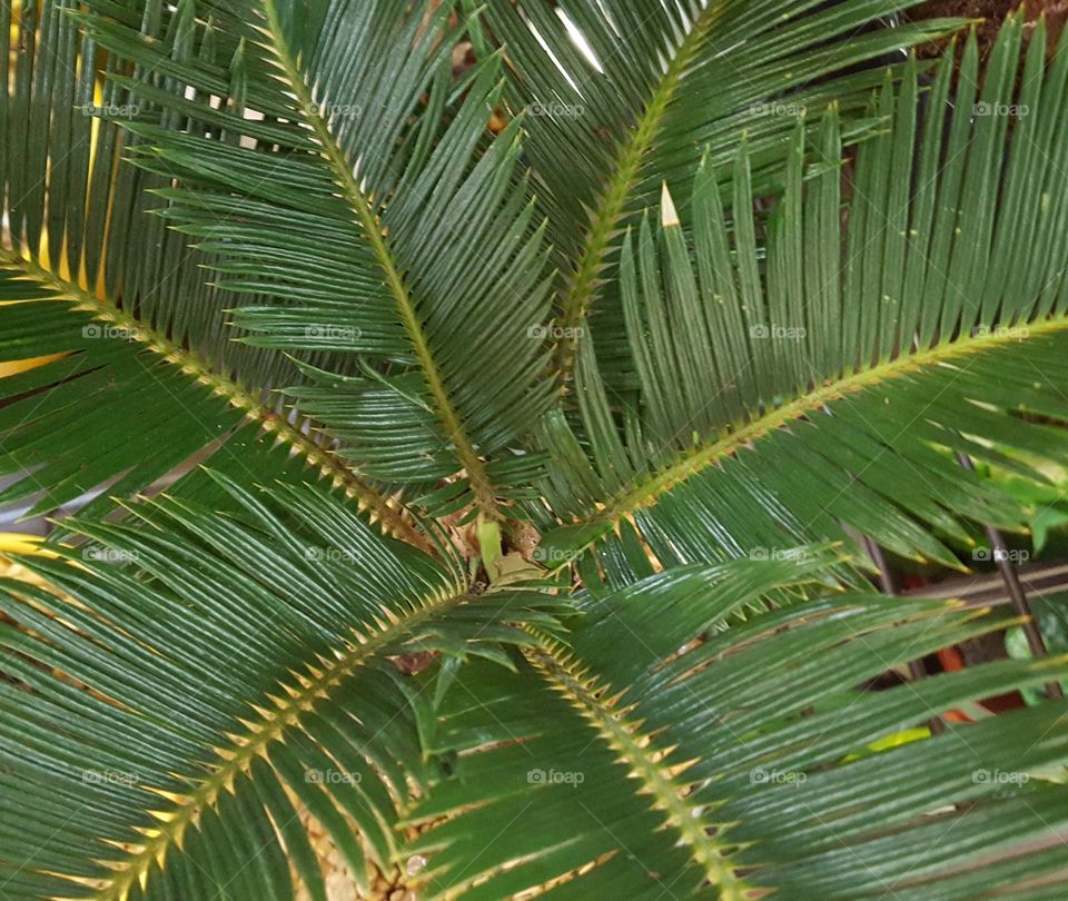 palm