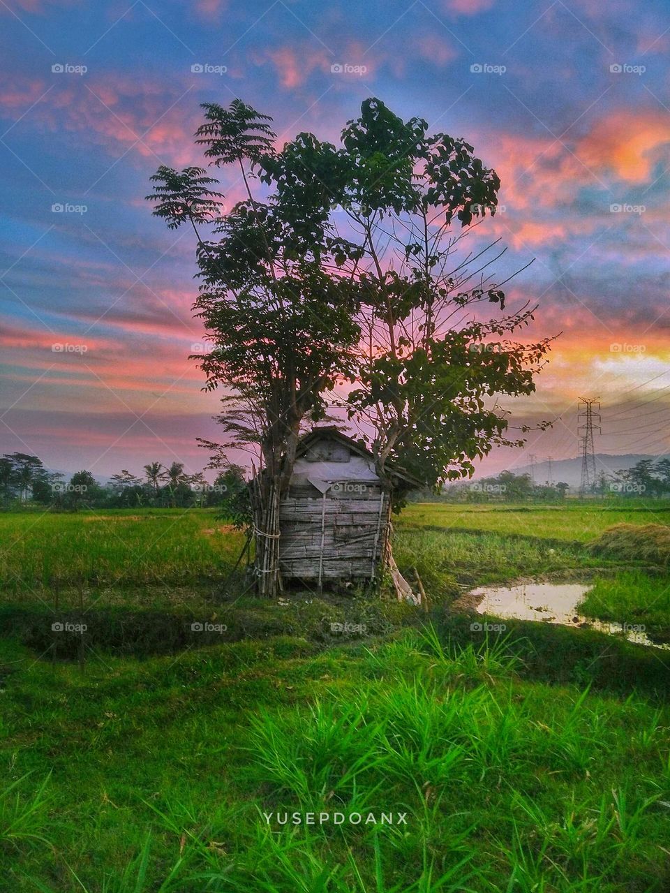 sunset in the fields