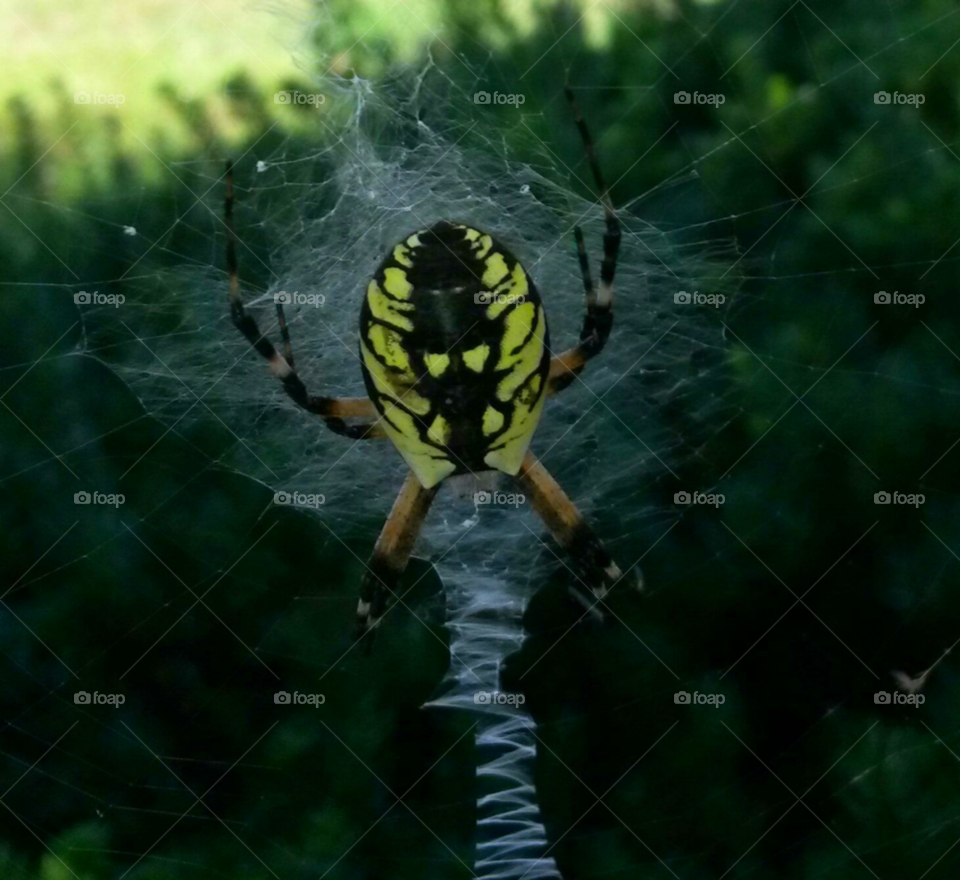 Funky spider