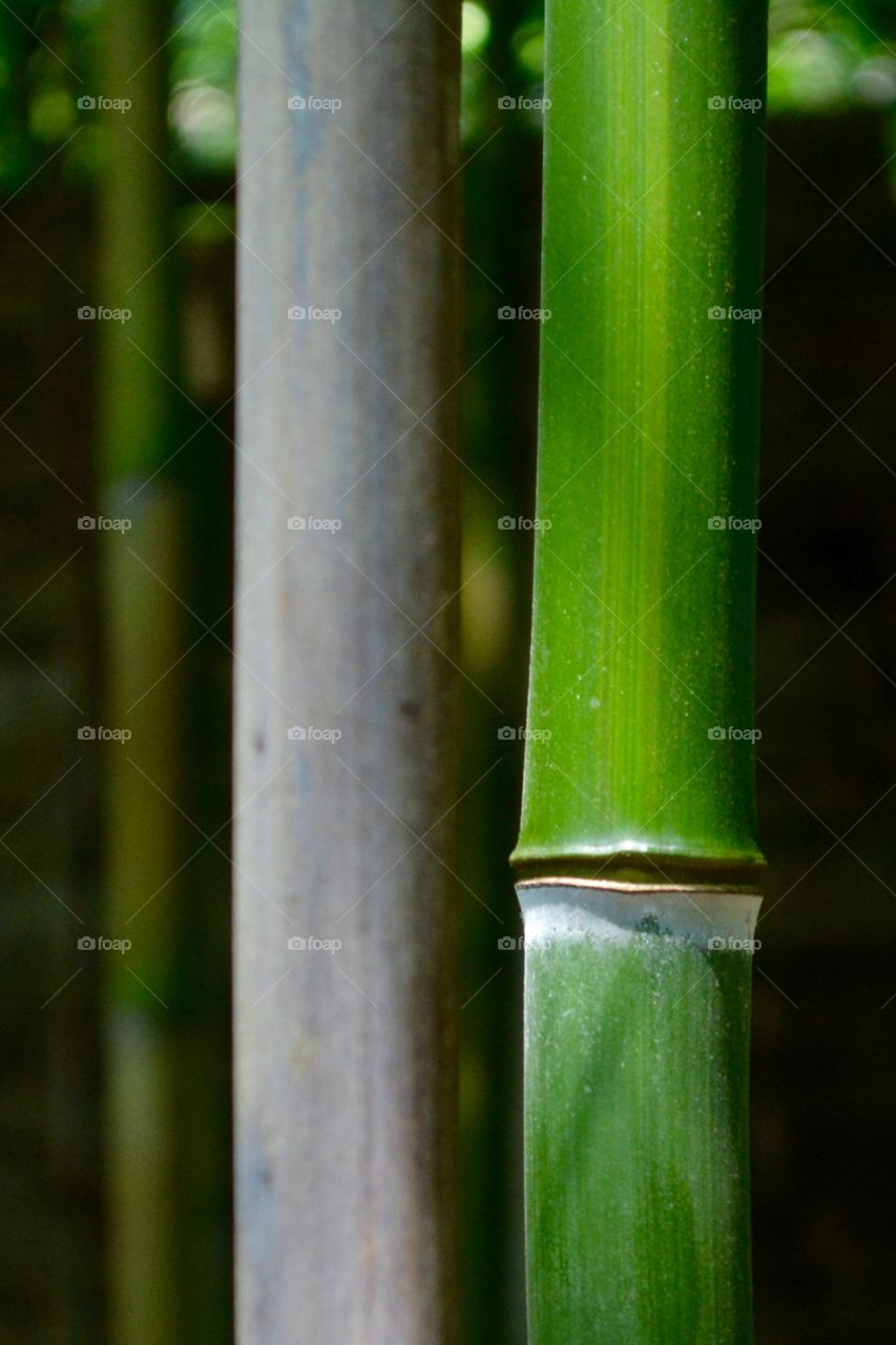 Bamboo, No Person, Leaf, Nature, Growth
