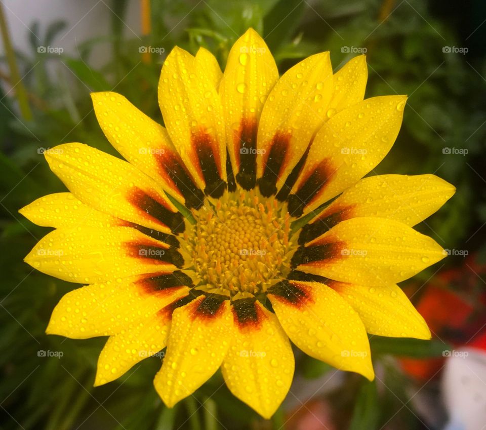 Yellow gerbera flower 