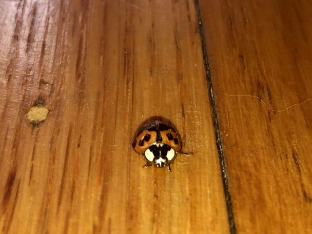 We found a ladybug on our floor 