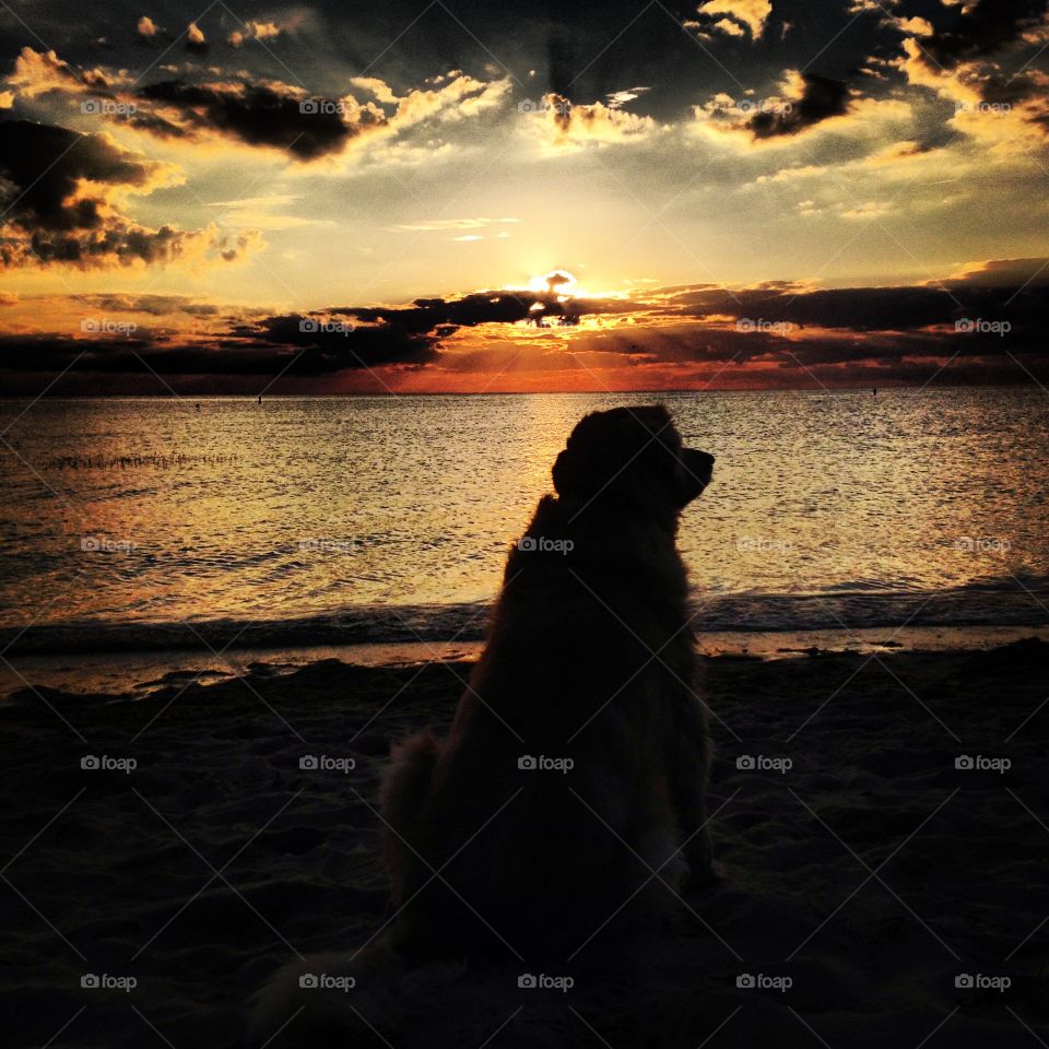 Dog and a sunset. My golden retriever watching the sun set in cape cod 