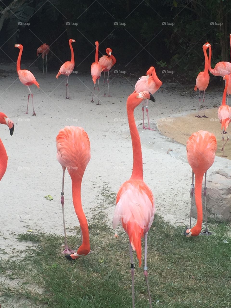 Flamingos In The Sand