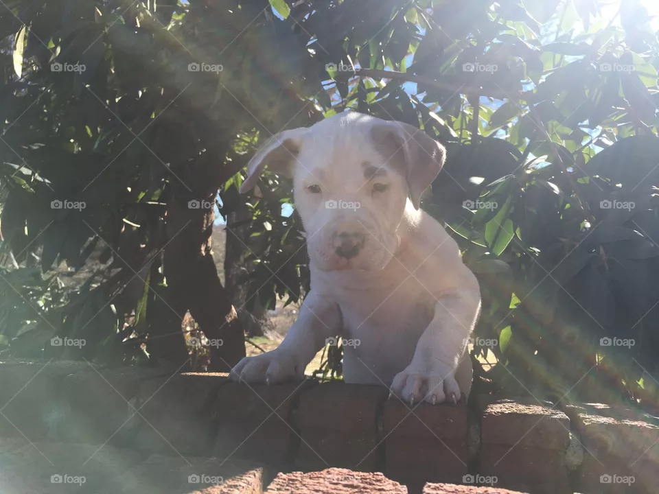 Cute dog