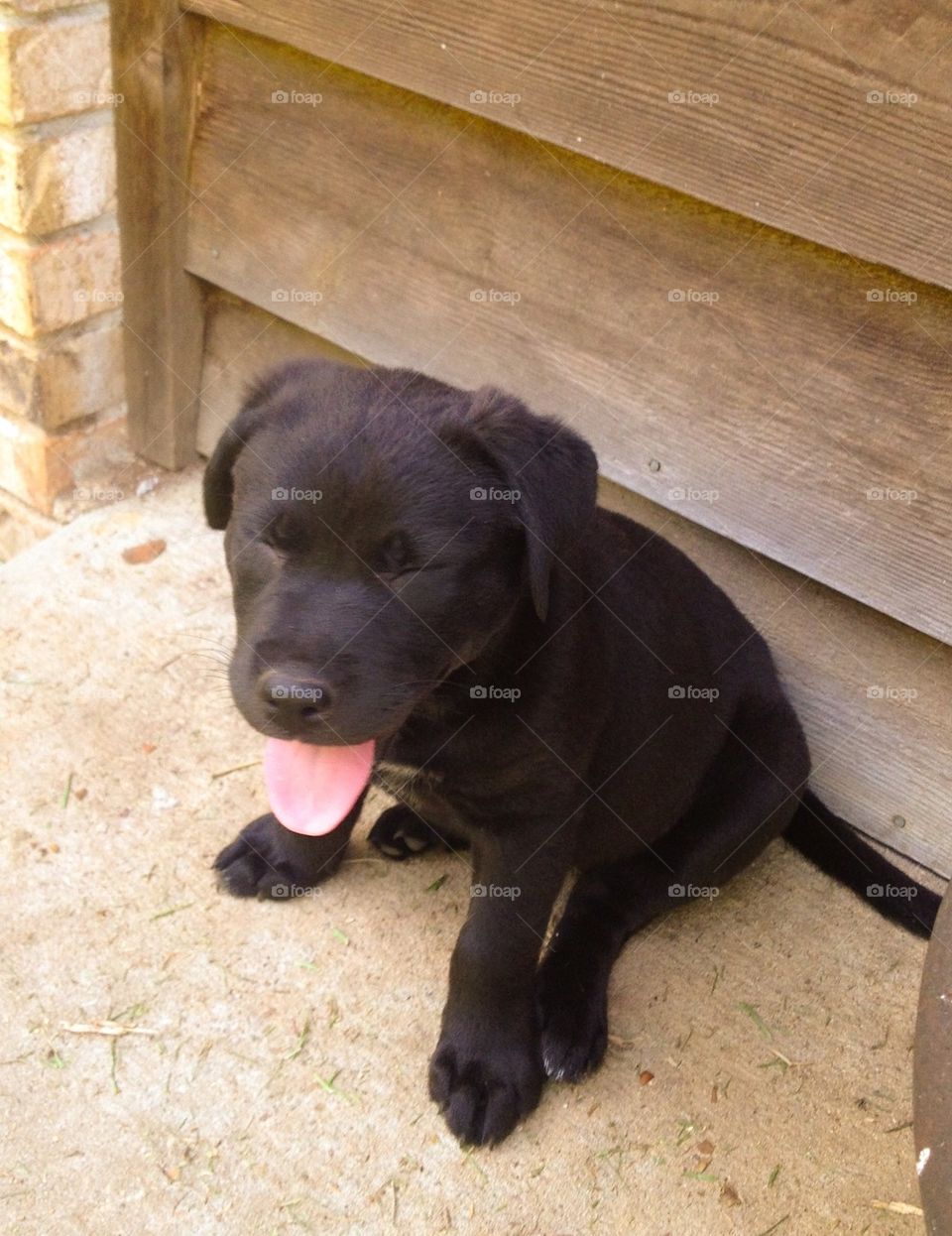 Sitting pup 