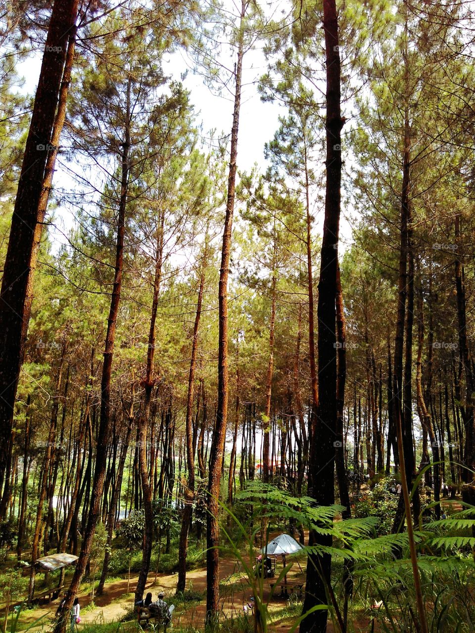pine forest garden that grows a lot of trees