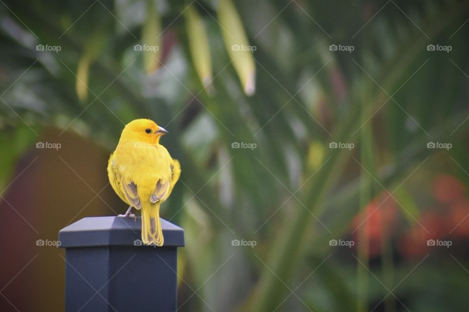 Saffron finch from behind perched on a fence post.