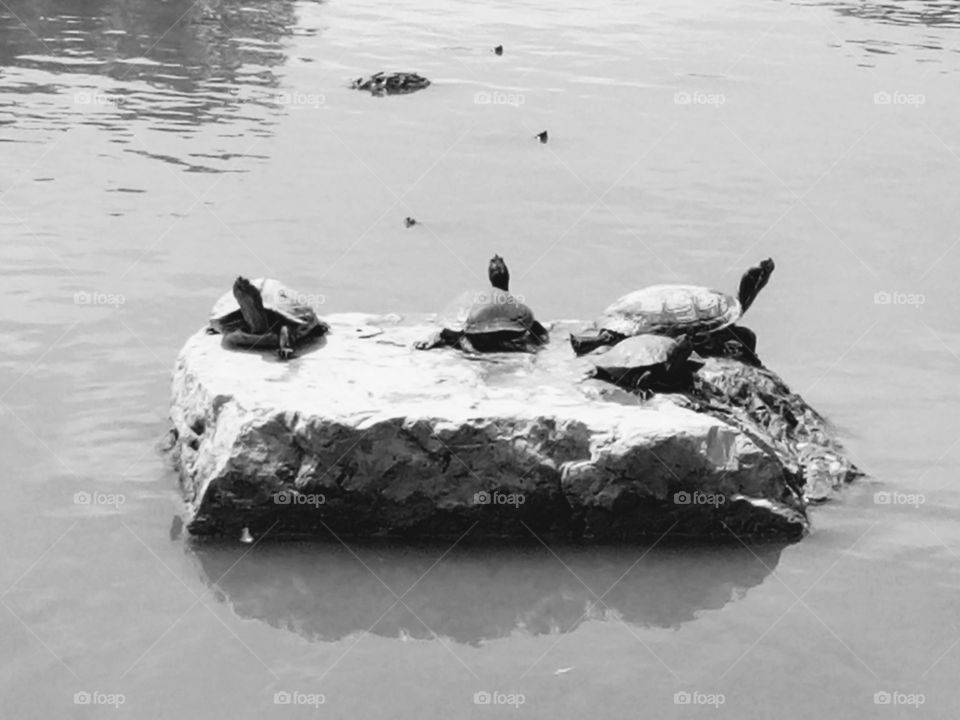 Black and white photo with wild turtles in Italy