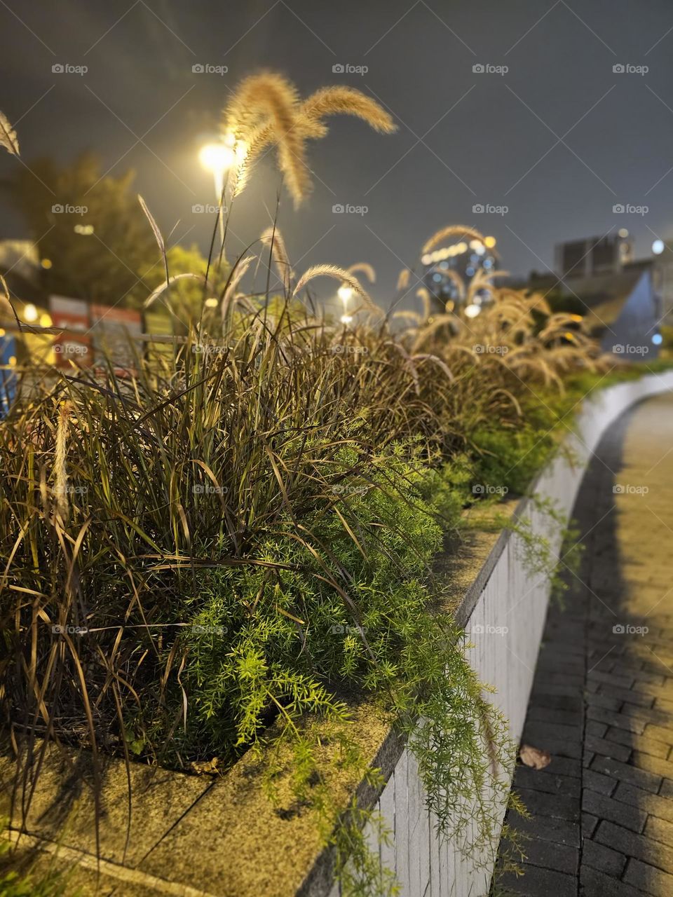 roadside plants with leaves and fern under the light at night in Kowloon Hong Kong