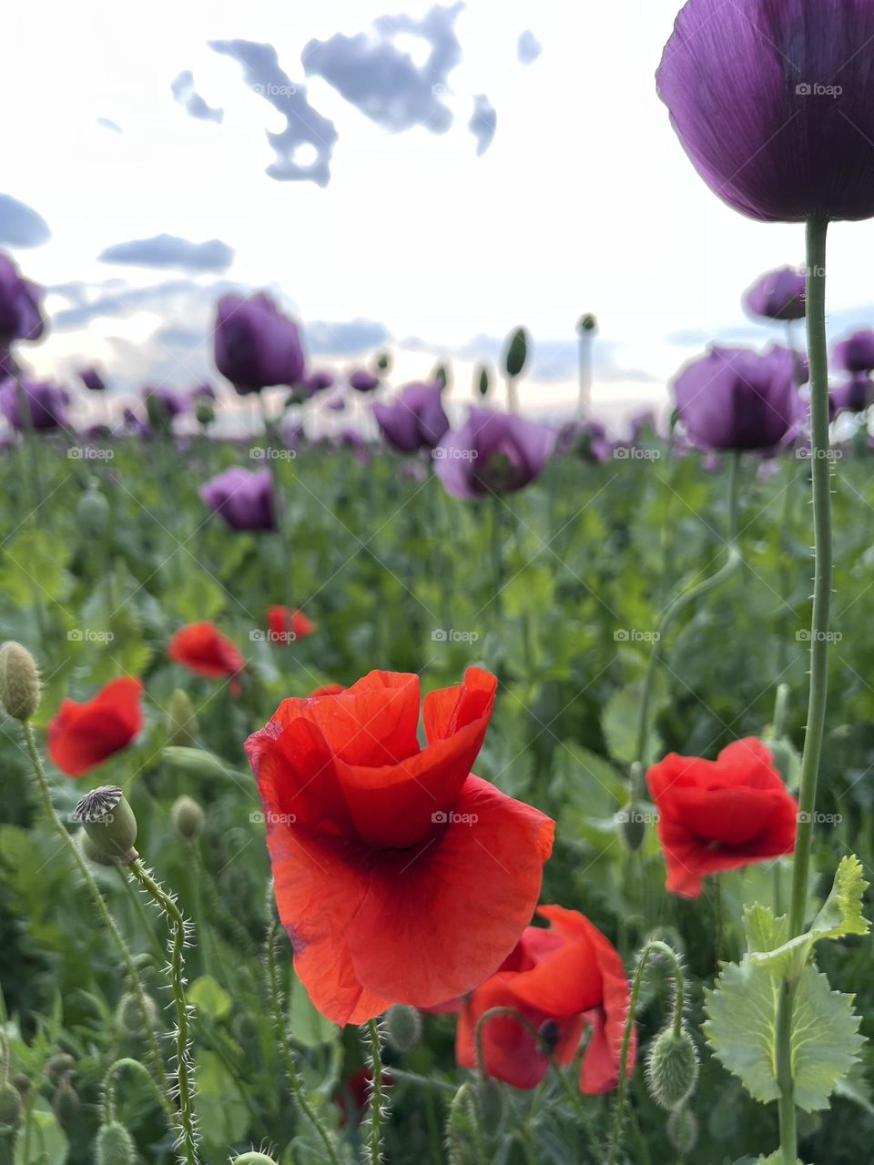 Poppy flowers